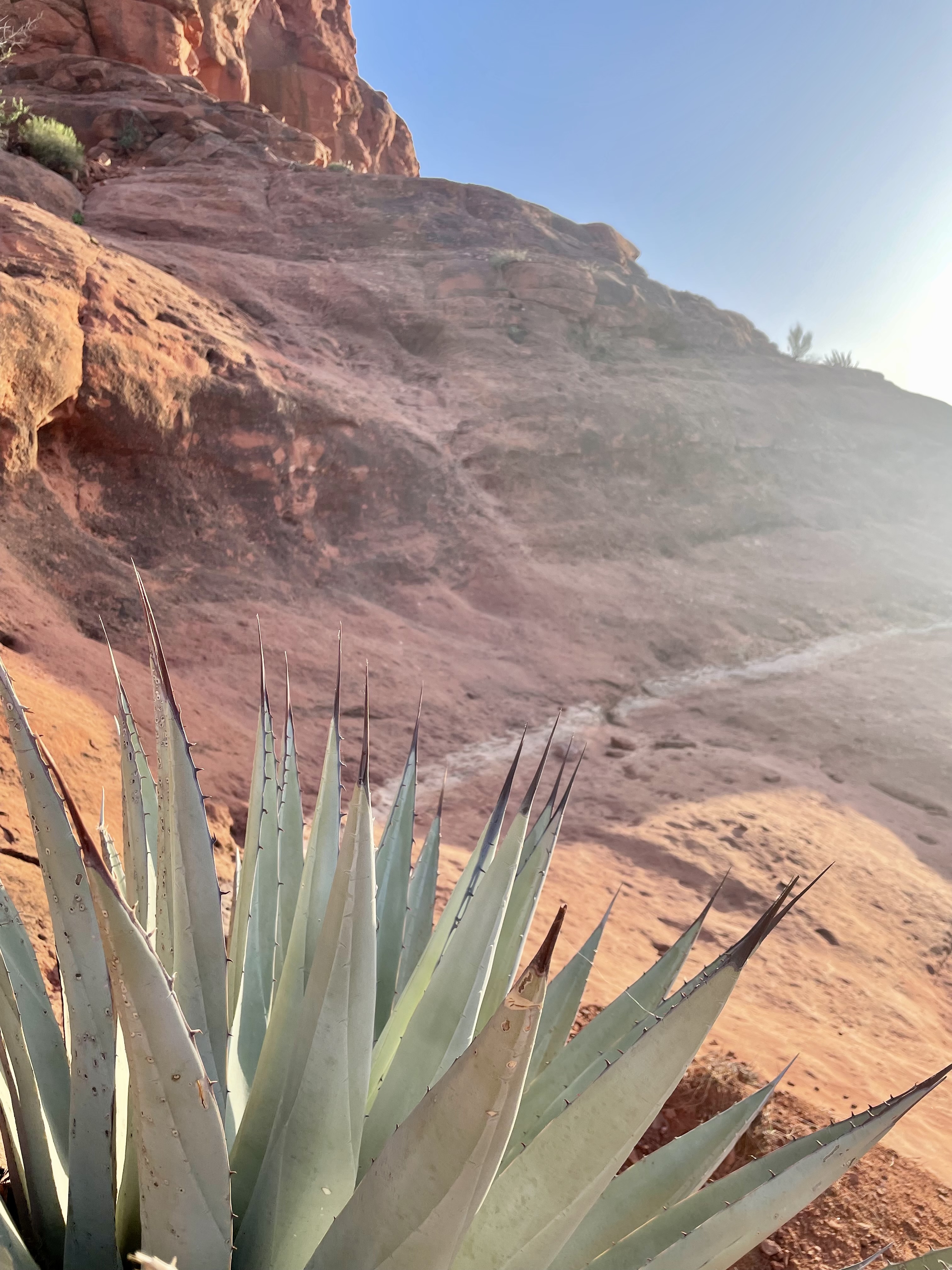 Agave plant against red rock canyon, northern Arizona high desert